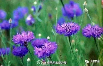 我们要评“国花”了！网友又吵翻了天！你pick哪种？