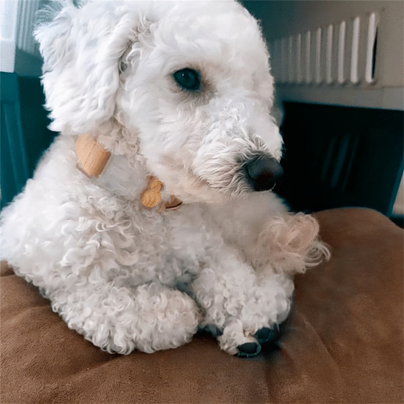 你睡着时狗狗会干什么,比熊犬一旦有这些举动