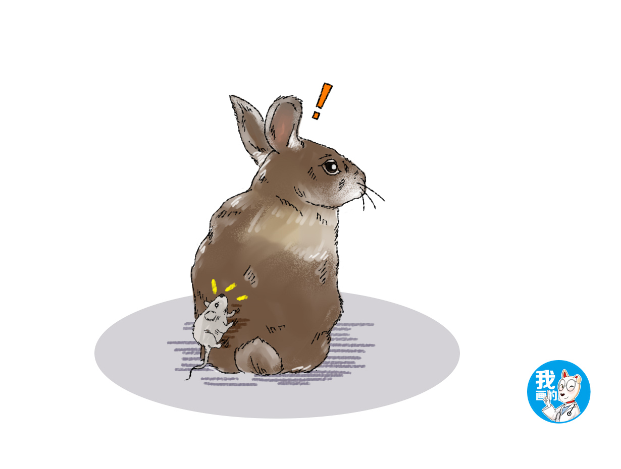 兔子屁股上是绿的怎么回事,兔子屁股掉一坨肉出来咋回事