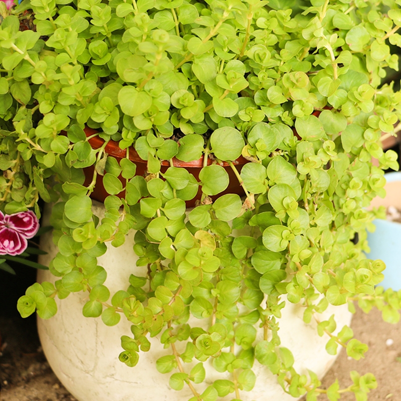 18种寓意好的花,18种花图片大全