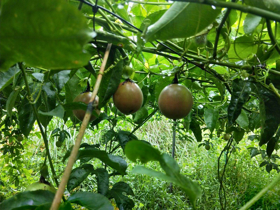 黄皮果树盆栽的养护方法,果树盆栽用什么好养根