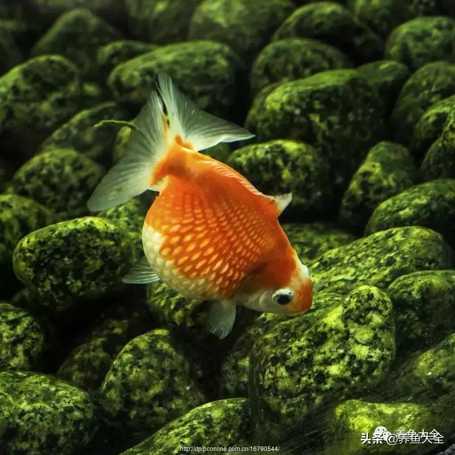 阳台养金鱼会被晒死吗,鱼缸养金鱼为什么总是死