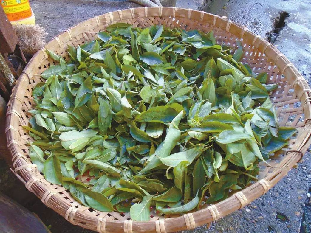 哪里的青团最正宗,青团哪个牌子最好吃