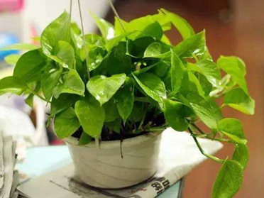 养绿萝忌讳,怎样养绿萝柱才能又绿又旺盛