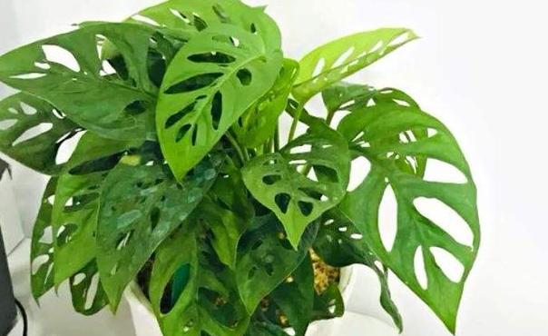 屋内除甲醛什么盆栽好,除甲醛最好最快的方法室内盆栽