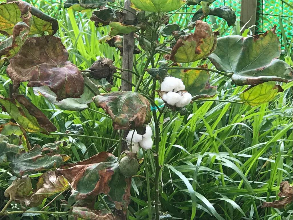 长隆飞鸟乐园拍鸟攻略,广州长隆飞鸟乐园可以摸哪些鸟