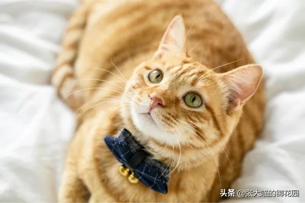 辟谣猫有弓形虫,猫咪会不会来月经