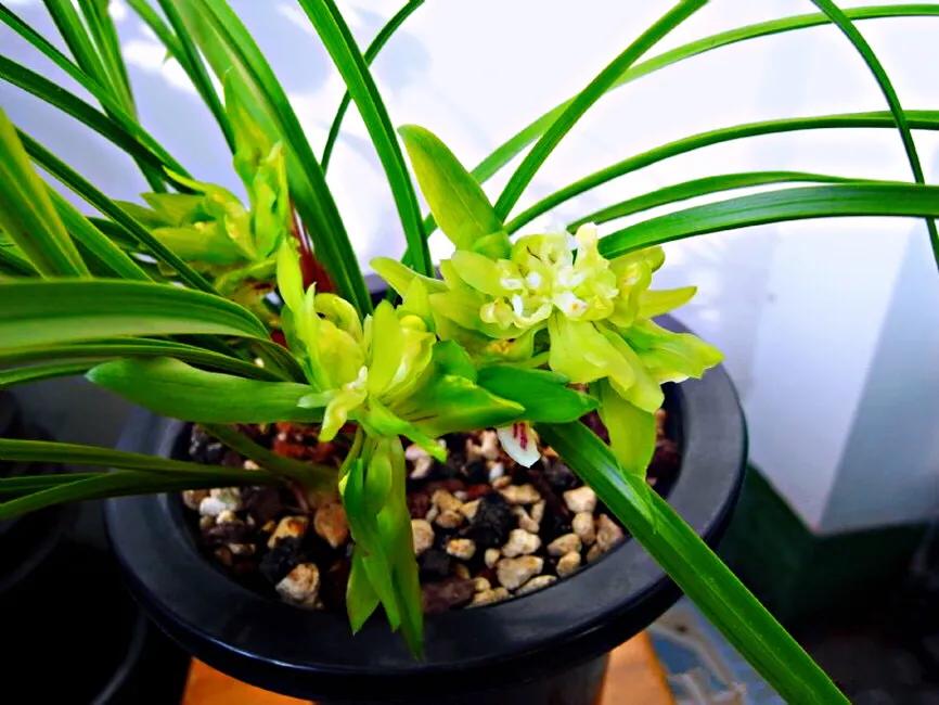 春兰天彭牡丹香味好吗,春兰天彭牡丹兰花简介