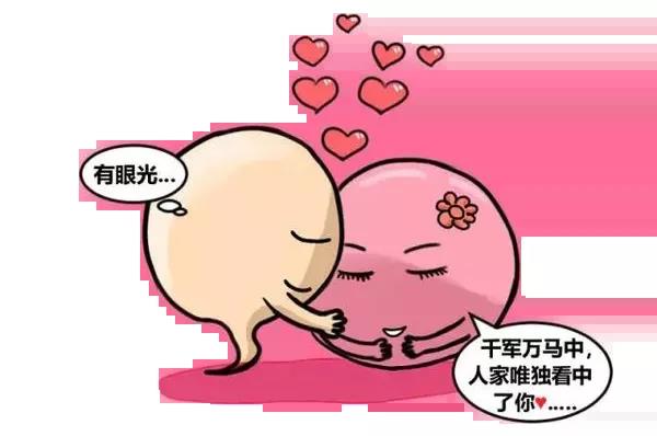 精子跟卵子的相遇过程,精子与卵子的相遇过程