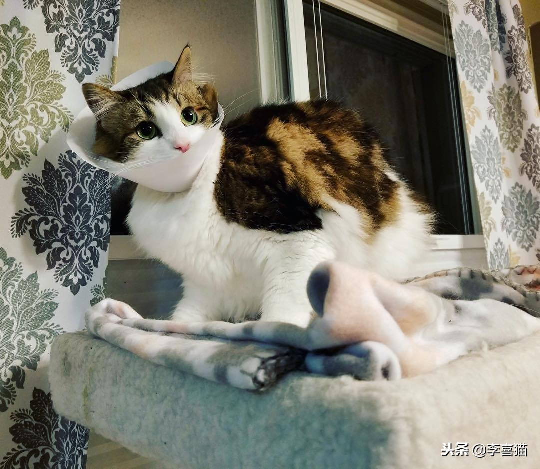 母猫绝育术后护理,公狗金毛绝育手术后期出院护理