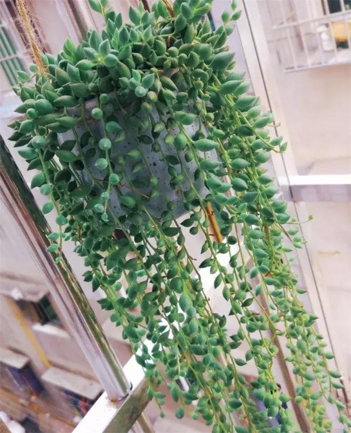 吊兰多肉养护技巧和方法,多肉吊兰哪个品种观赏性好