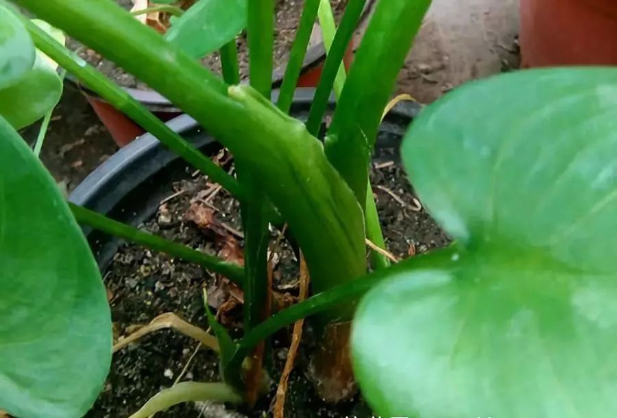 马蹄莲叶子长长后可以分株吗,发芽中的马蹄莲如何分株