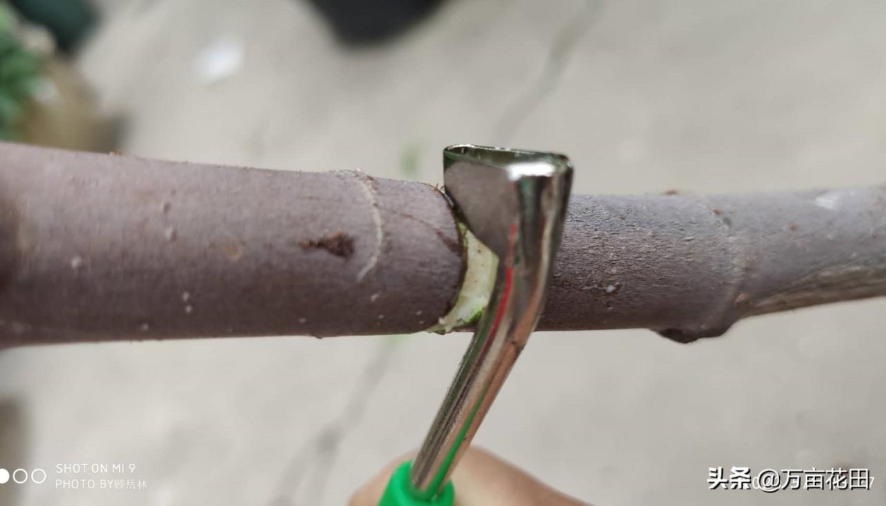 月季高压扦插生根最快方法,高压繁殖跟扦插有什么区别