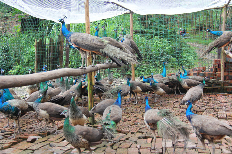 一百只孔雀养殖下来能赚多少钱,一只孔雀能赚多少