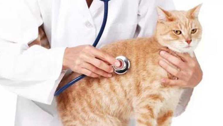 猫咪得了毛球症的症状,猫咪已经得了毛球症怎么治疗