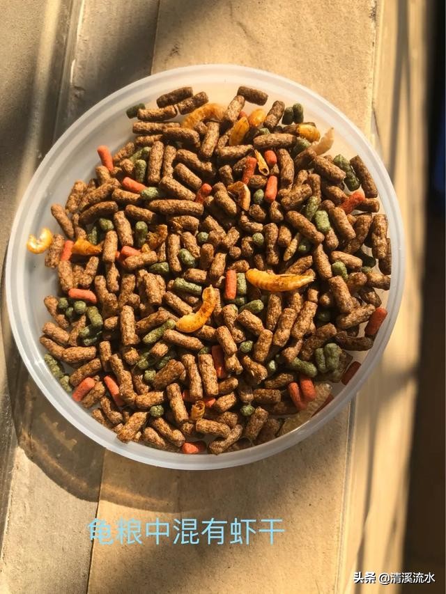 乌龟腐皮腐甲自愈过程,乌龟又腐甲又鼓包怎么办