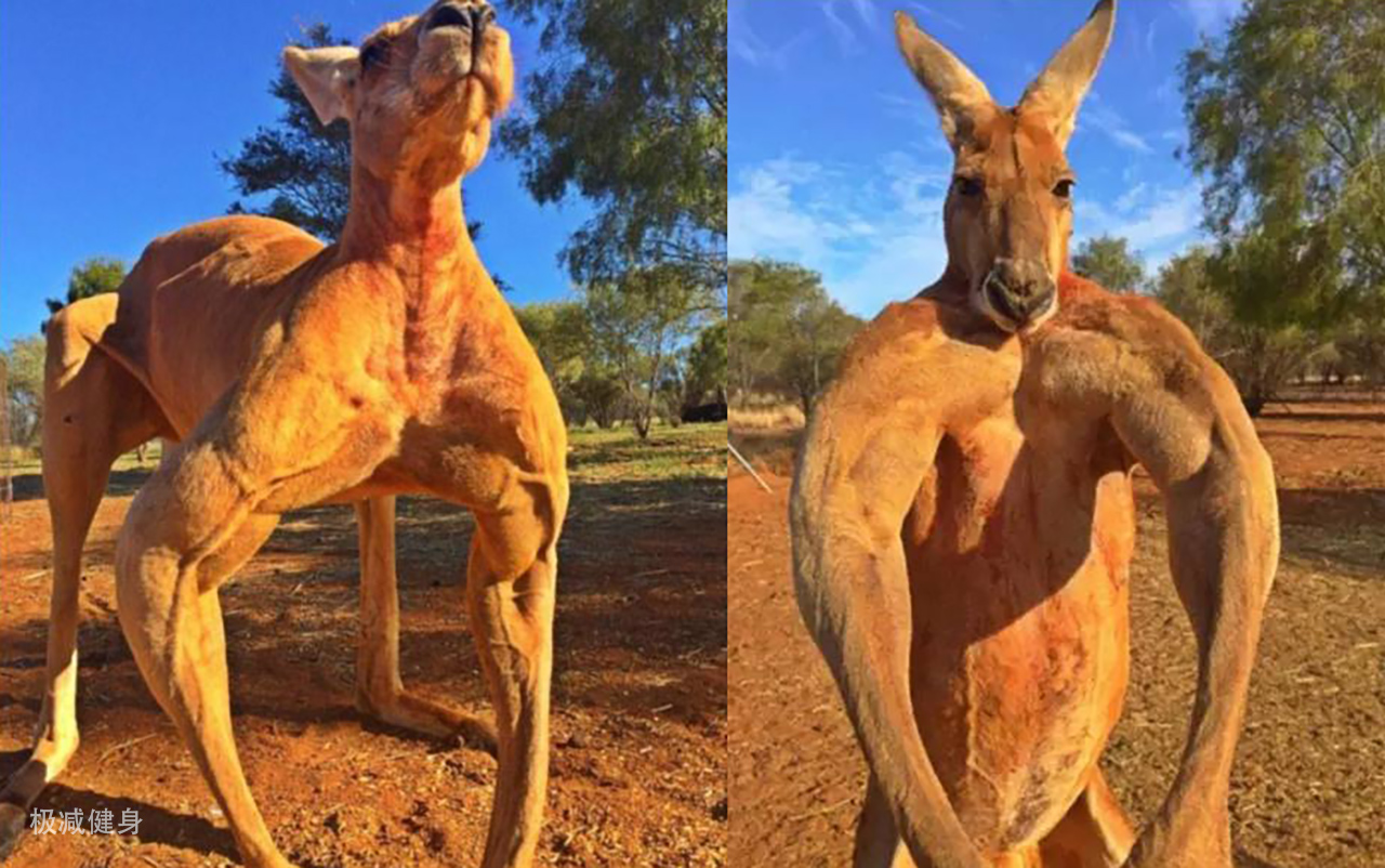 袋鼠不锻炼都有肌肉,袋鼠不做力量训练