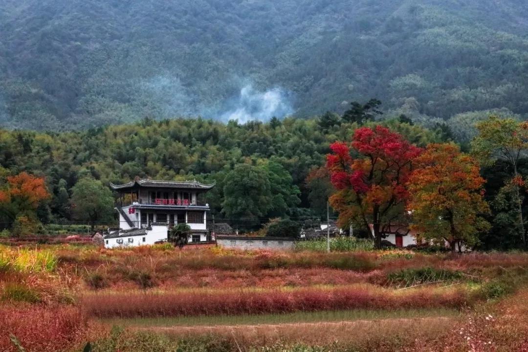 带着狗子旅行推荐,带着狗狗游新疆