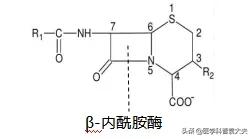 澶村绗洓浠ｅ拰绗簲浠ｇ殑鍖哄埆,绗簲浠ｅご瀛㈡湁鍝嚑绉嶅彛鏈嶈嵂
