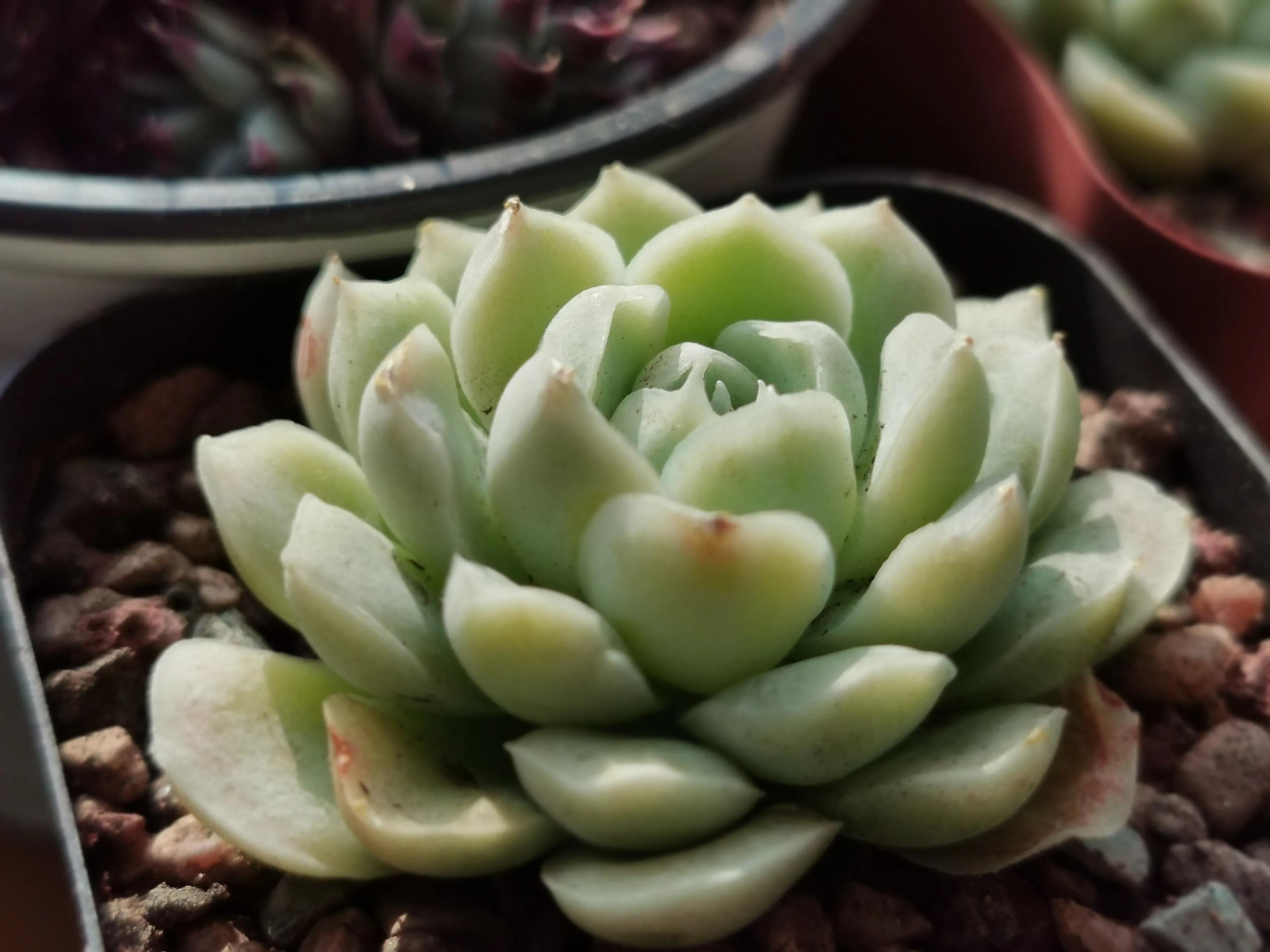 新购大单头多肉上盆,多肉品种大全大集合