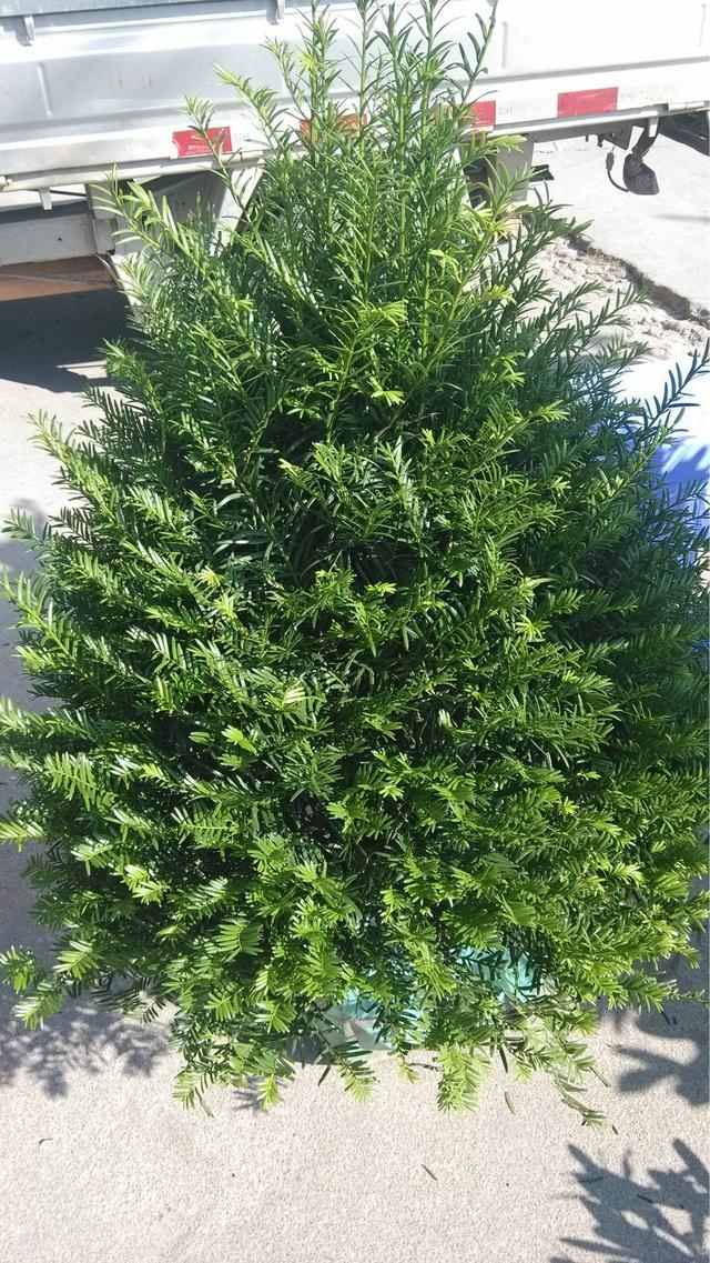 红豆杉盆栽怎么样管理好看,自己种植的红豆杉应该怎么处理