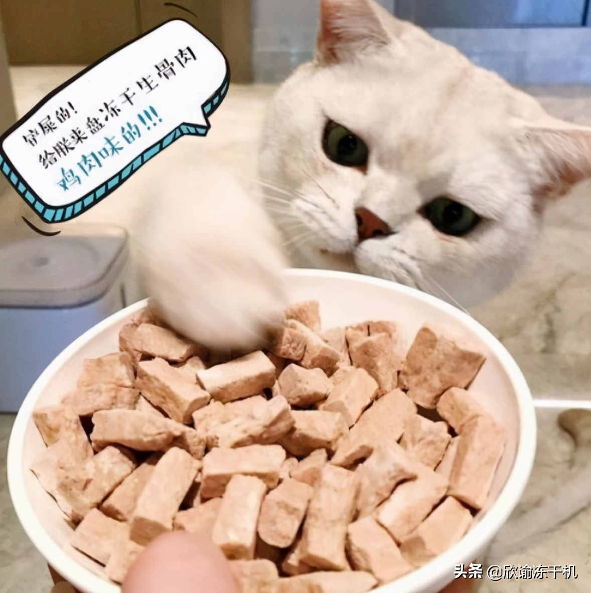 冻干机的使用方法和步骤,如何用烤箱给狗狗做冻干