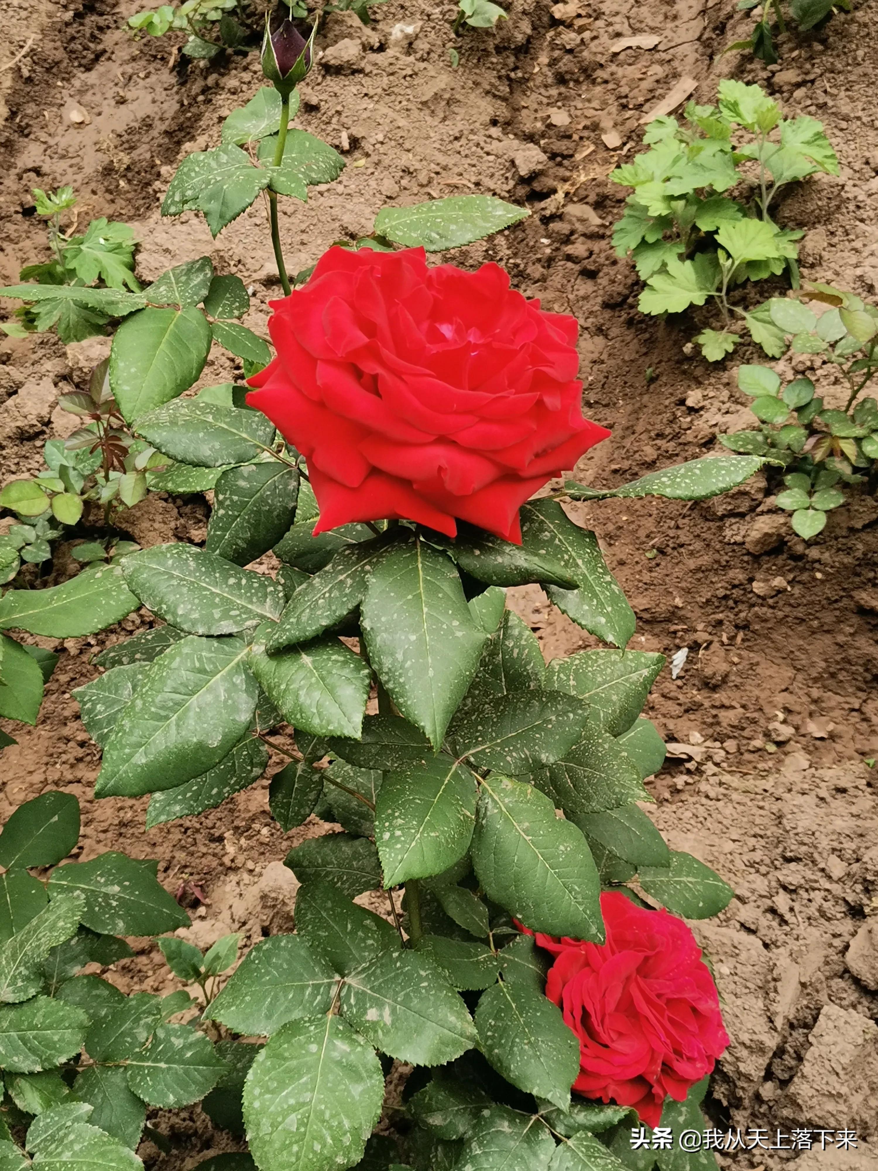 100张花朵美图,100张花图片大全