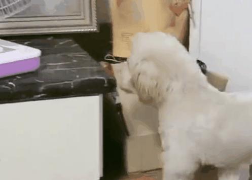 狗狗高烧40度怎么降温,夏天到了这7种狗狗最怕热了