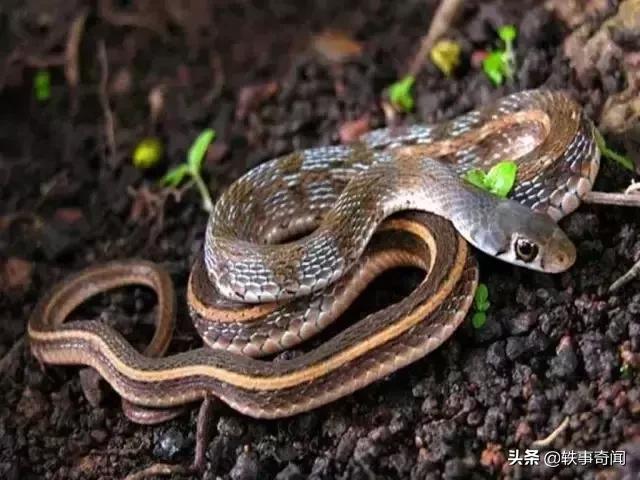 六种有灵性的动物不可杀,六大灵性的动物是什么