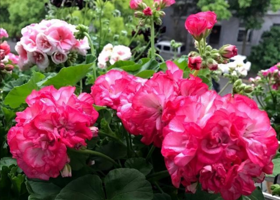 天竺葵苹果碗四季开花吗,天竺葵哪个品种四季开花又好养