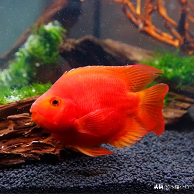 观赏鱼寻找技巧,观赏鱼用什么办法最容易抓到