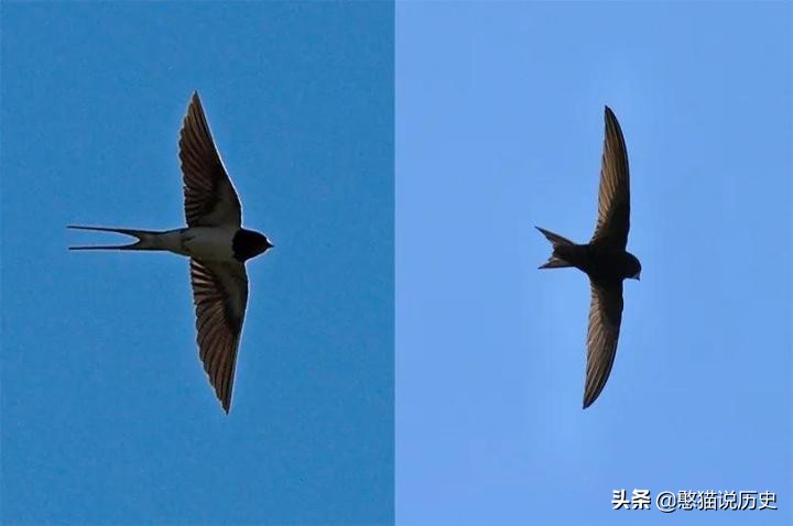 无脚鸟古人,无脚鸟世界上有什么鸟