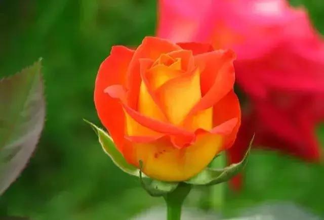 100种玫瑰品种图鉴大全,100种玫瑰品种图解