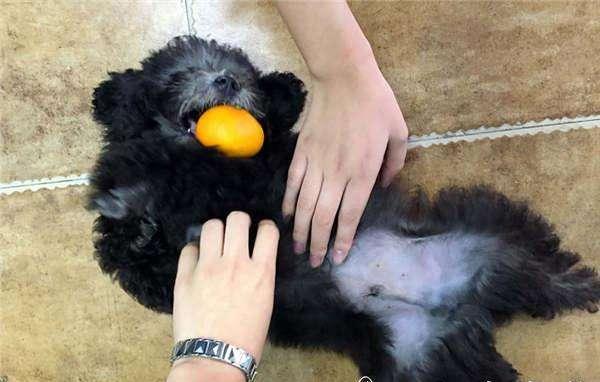 抚摸狗狗哪个部位让它有安全感,狗狗最喜欢被抚摸的三个部位