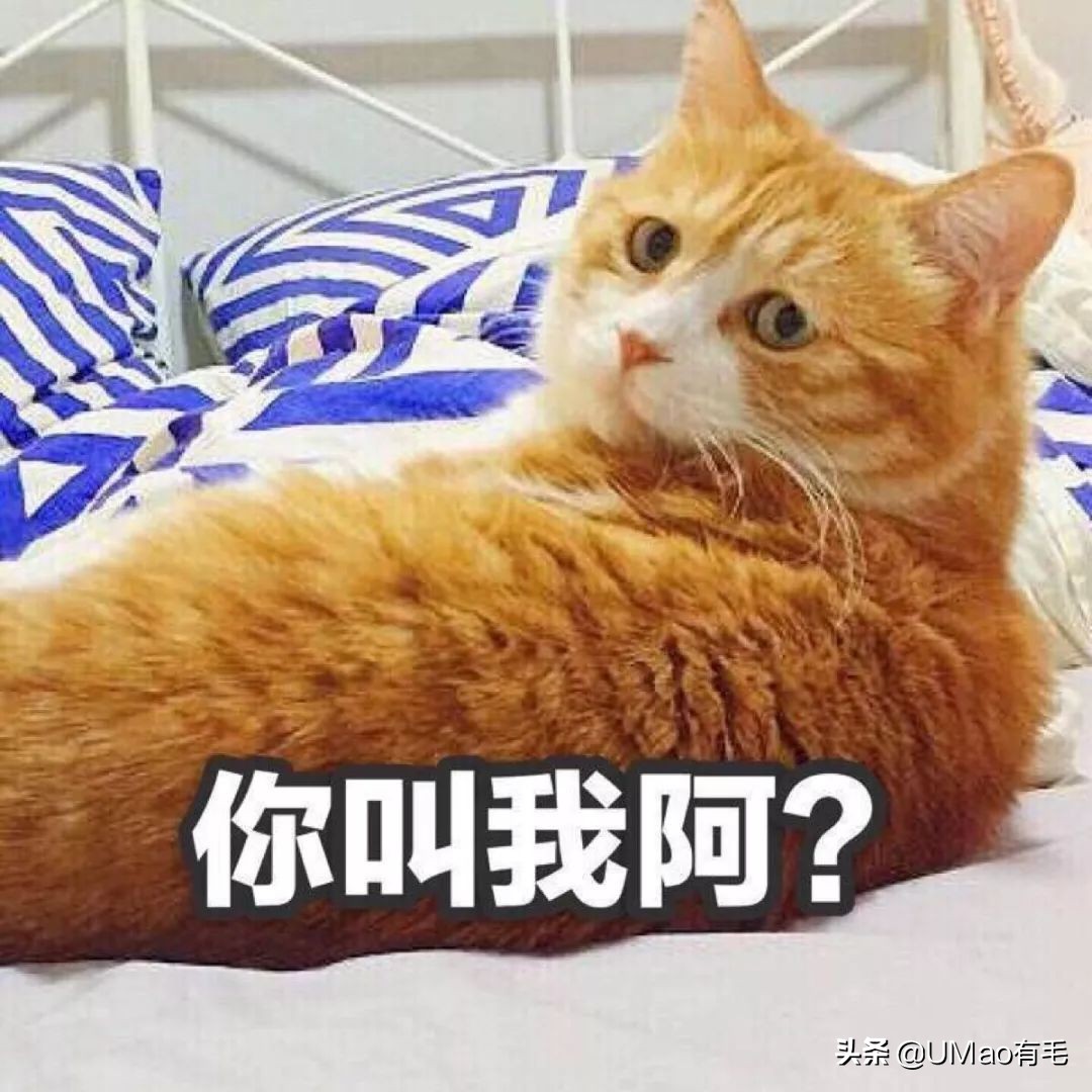 每只猫的名字都能叫出来,一只小公猫的名字