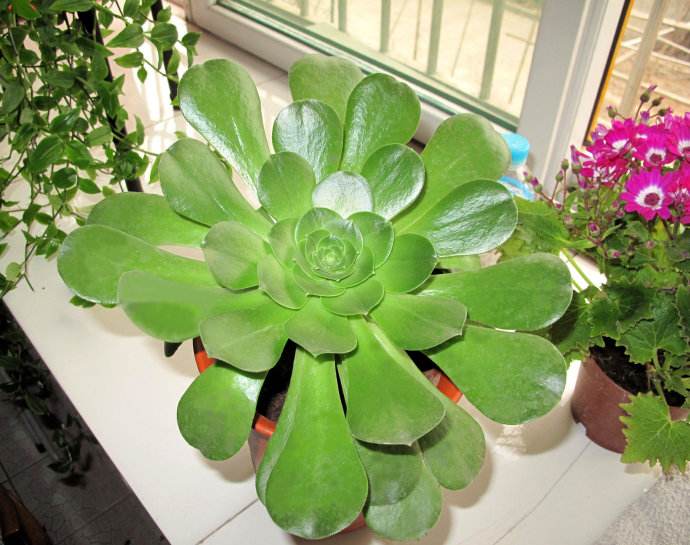 常见100种多肉玉龙观音,养了2年的多肉植物竟然是假的