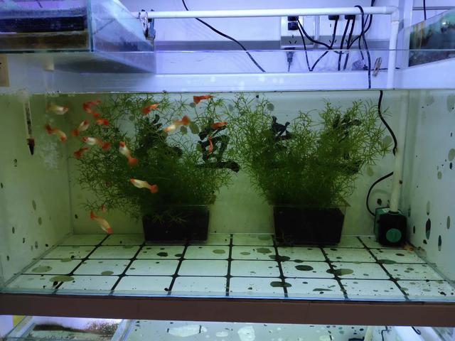 初次养观赏鱼的正确方法,观赏鱼定期检疫方法