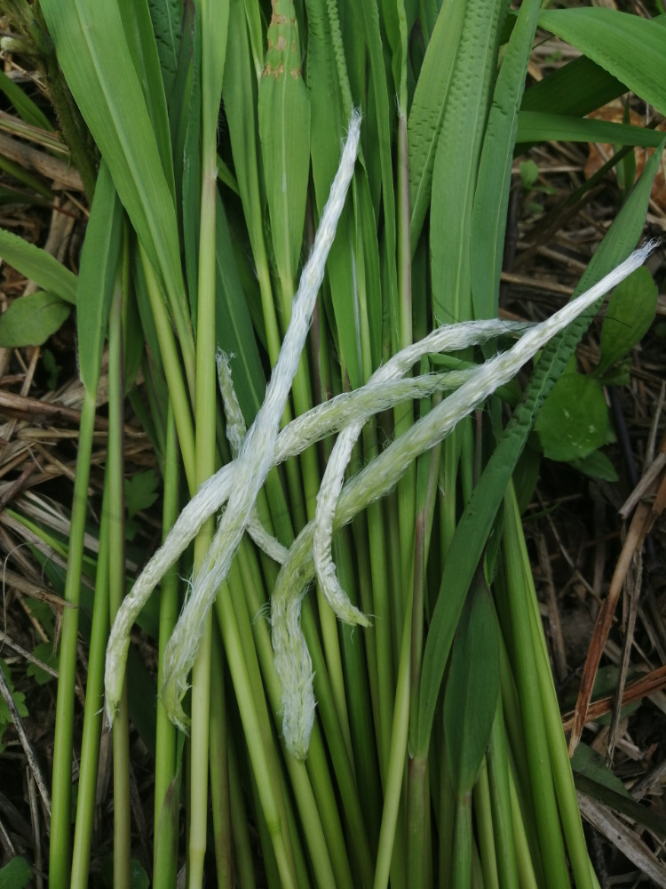 江西农村才有的31种正宗野果,农村100种野果图片带名称大全