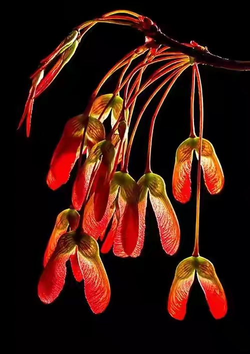 世界十大珍贵的植物图片,世界上罕见的名贵植物图片