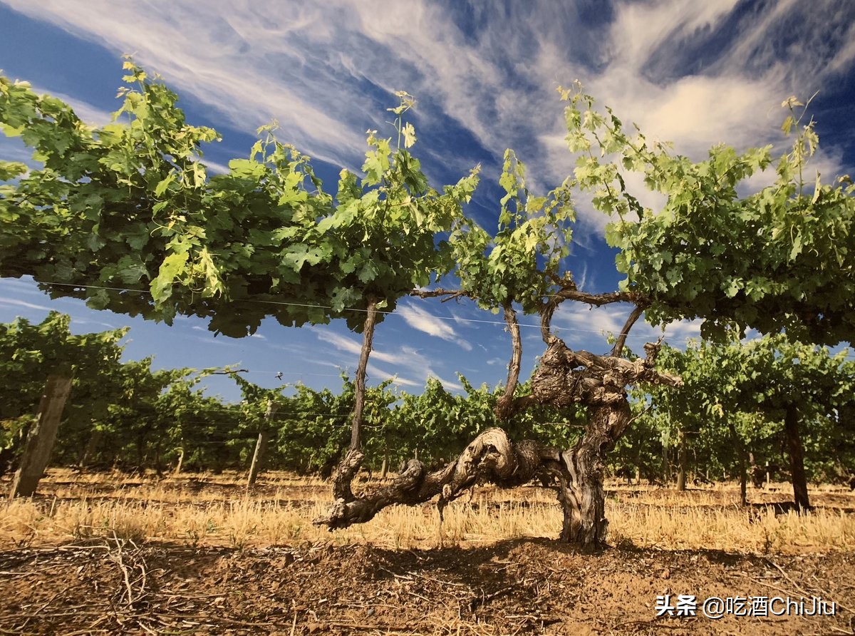 奔富bin8真假鉴别,奔富奔8酒一瓶多少钱