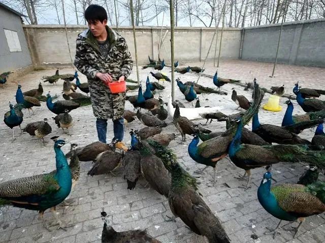 目前养殖什么前景不被看好呢,什么养殖成本低见效快适合新手