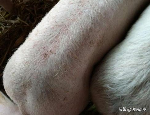 养殖户经常问的问题,养殖户常问的问题