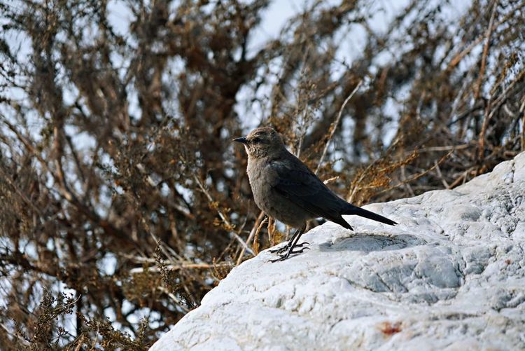 美国德州西部自由行,美国西海岸可以自由航行么