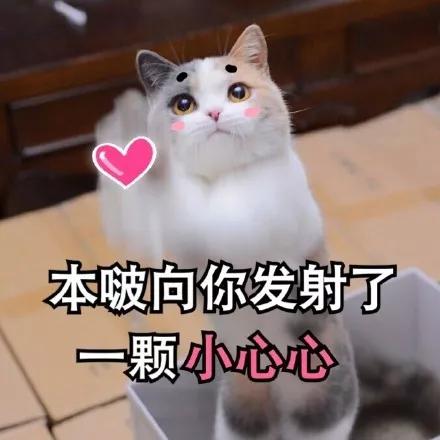 我家猫送亲戚了准备再养一只猫,给我家猫新交了一个嘚瑟的朋友