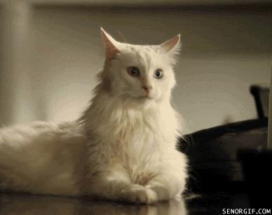 为啥有些猫不爱叫,为什么有的猫不爱喵喵叫