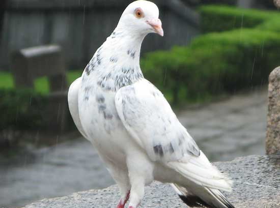 养殖一年鸽子利润多少合适,目前鸽子养殖前景如何