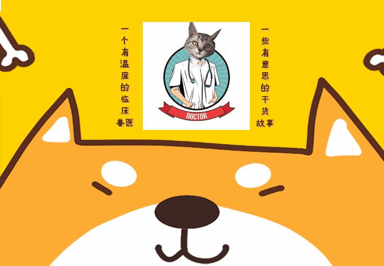 都知道舔狗,可你见过“舔豚”吗?海豚天天给人送礼,不收不行