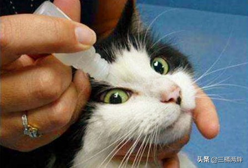 猫咪眼角处有黑色结痂用不用清理,猫咪物语蓝眼睛猫咪