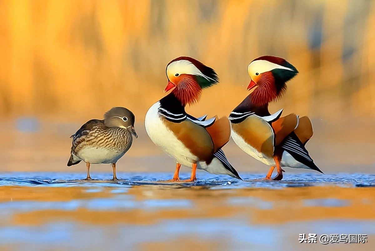 极简鸟类摄影欣赏,2019鸟类摄影作品欣赏