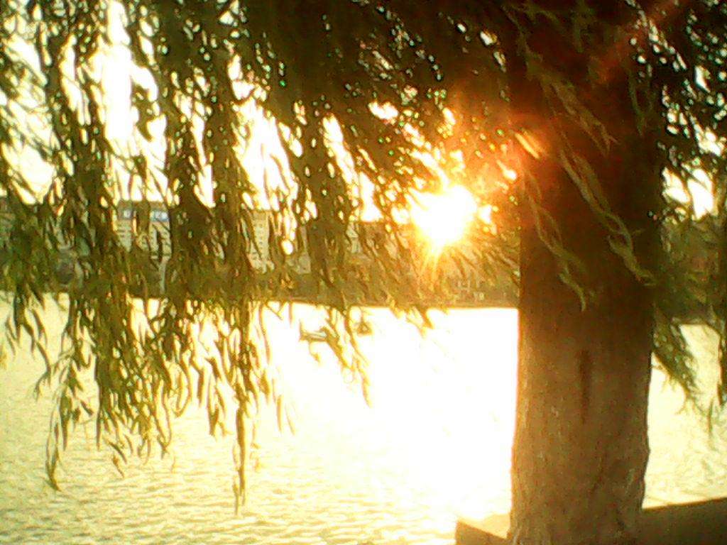 一叶障目一念菩提,一叶障目一念惑心